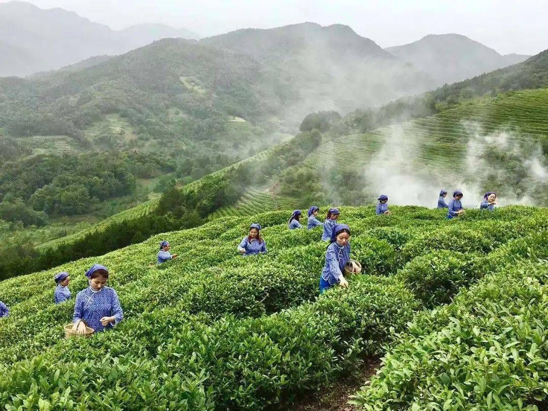 良好的生态条件，决定了陕茶品质高地